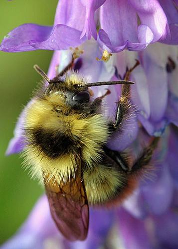 Bumblebee on Vetch